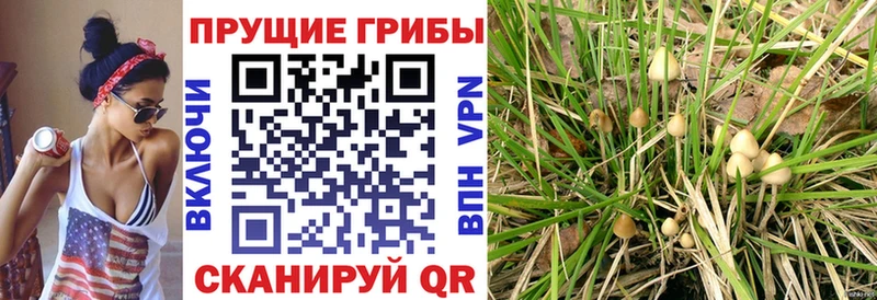 Псилоцибиновые грибы Psilocybe  купить закладку  Сокол 